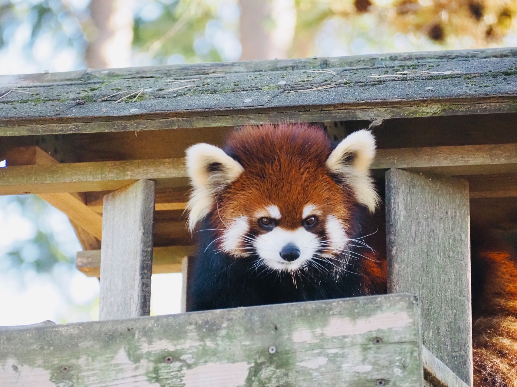 アケビの投稿写真