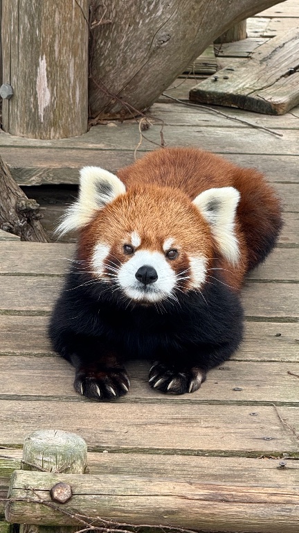 カノープスのプロフィール画像