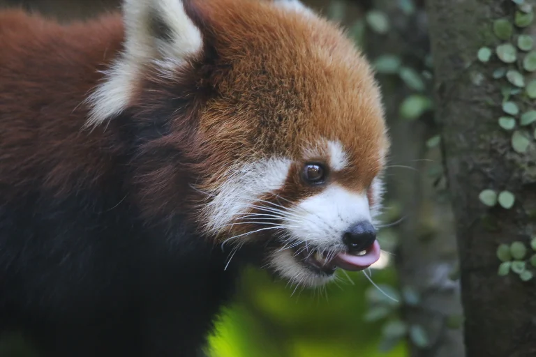 redpandaddictのプロフィール画像