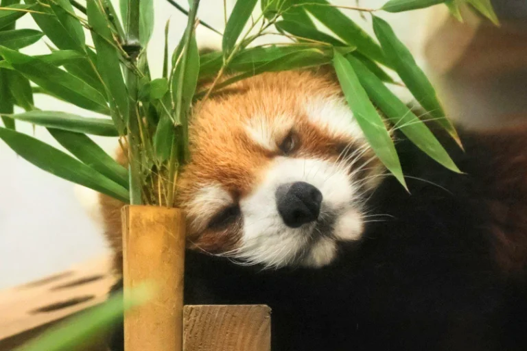 いぐさଳのプロフィール画像